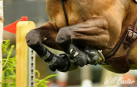 horse-jumping-legs-web.jpg