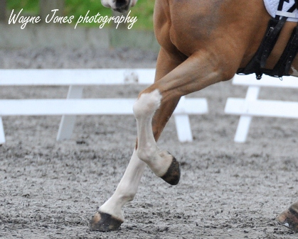 horse-legs-web.jpg